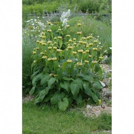 Phlomis russeliana - Sauge de Jérusalem, sauge de Russell