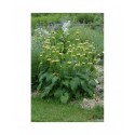 Phlomis russeliana - Sauge de Jérusalem, sauge de Russell