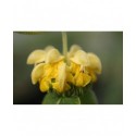 Phlomis russeliana - Sauge de Jérusalem, sauge de Russell