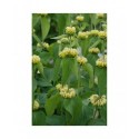 Phlomis russeliana - Sauge de Jérusalem, sauge de Russell