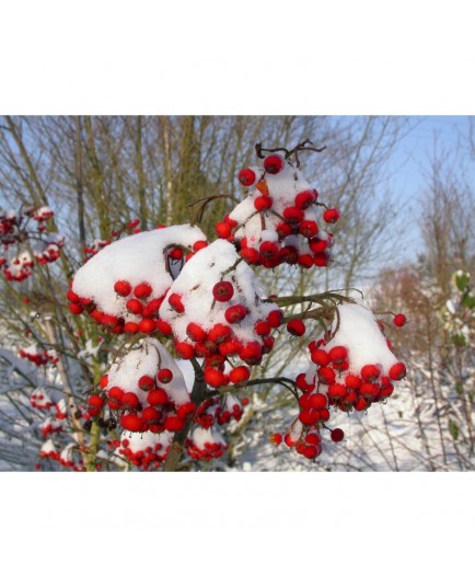 Photinia davidiana