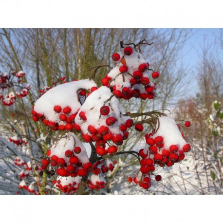 Photinia davidiana