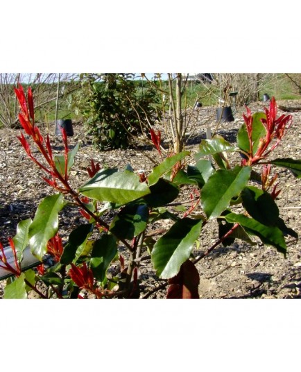 Photinia fraseri x 'Birmingham'