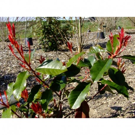 Photinia fraseri x 'Birmingham'