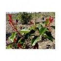 Photinia fraseri x 'Birmingham'