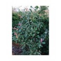 Photinia fraseri x 'Curly Fantasy'