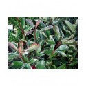 Photinia fraseri x 'Pink Marble'®