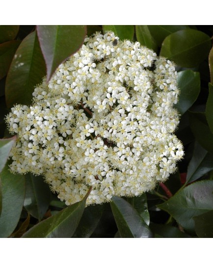 Photinia fraseri x 'Red Robin'