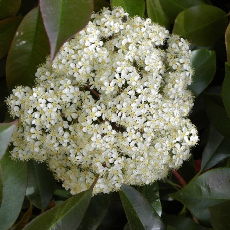 Photinia fraseri x 'Red Robin'