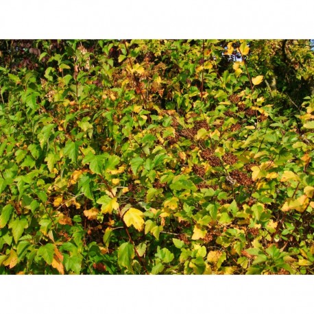 Physocarpus opulifolius