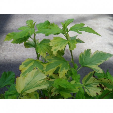 Physocarpus opulifolius 'Anny's Gold'®