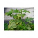 Physocarpus opulifolius 'Anny's Gold'®