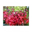 Physocarpus opulifolius 'Diable d'Or'®