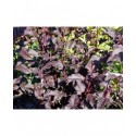 Physocarpus opulifolius 'Diable d'Or'®