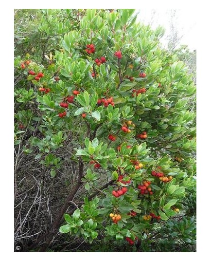 Arbousier (Arbutus unedo) ou arbre aux fraises : plantation