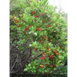 Arbutus unedo, arbousier, arbre aux fraises