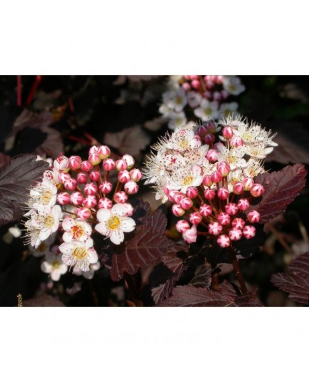 Physocarpus opulifolius 'Diabolo'®