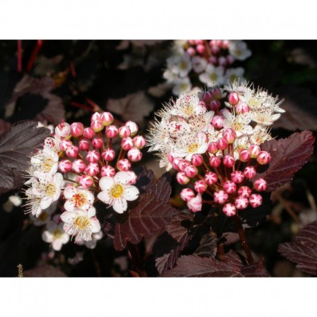 Physocarpus opulifolius 'Diabolo'®