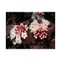 Physocarpus opulifolius 'Diabolo'®