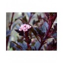 Physocarpus opulifolius 'Little Devil'®'