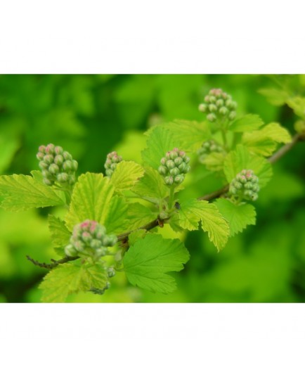 Physocarpus opulifolius 'Nugget'