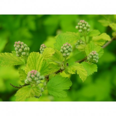 Physocarpus opulifolius 'Nugget'