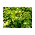 Physocarpus opulifolius 'Nugget'