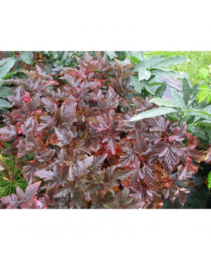Physocarpus opulifolius 'Red Baron'