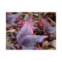 Physocarpus opulifolius 'Red Esquire' -