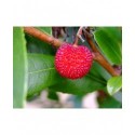 Arbutus unedo, arbousier, arbre aux fraises