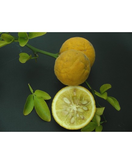 Poncirus trifoliata - oranger trifolié, citronnier épineux