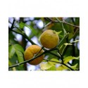 Poncirus trifoliata - oranger trifolié, citronnier épineux