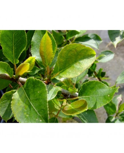Populus candicans x 'Aurora' - peuplier panaché