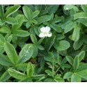 Potentilla alba -Potentille blanche , potentille alpicole