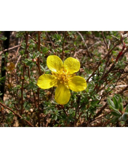 Potentilla fruticosa var arbuscula - Potentille arbustive