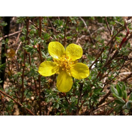 Potentilla fruticosa var arbuscula - Potentille arbustive