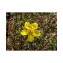 Potentilla fruticosa var arbuscula - Potentille arbustive