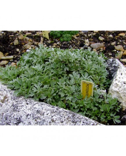 Potentilla nitida - Potentille luisante