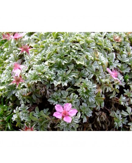 Potentilla nitida var. elongata - Potentille