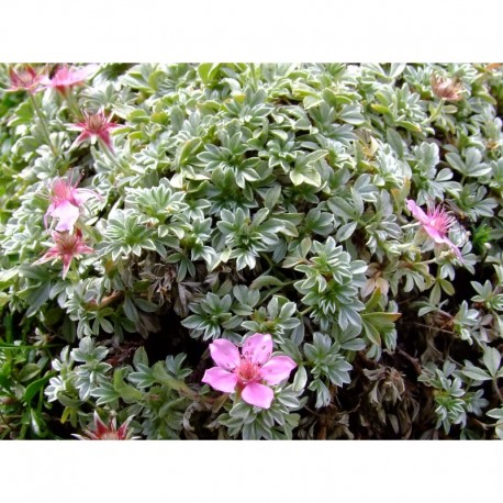 Potentilla nitida var. elongata - Potentille