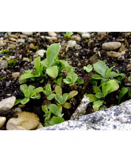 Primula marginata - primevère marginé