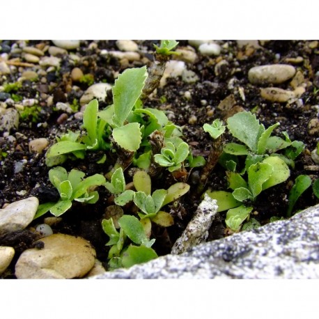 Primula marginata - primevère marginé