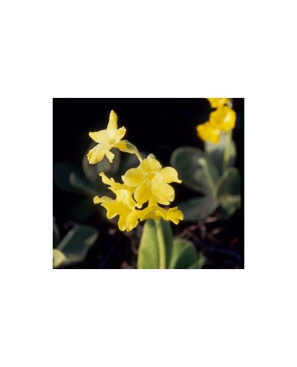 Primula pubescens - Primevère