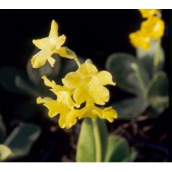 Primula pubescens - Primevère