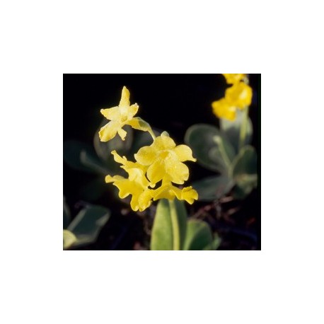 Primula pubescens - Primevère
