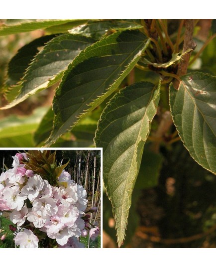 Prunus serrulata 'Amanogawa' - cerisier japonais fastigié