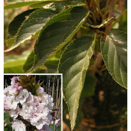 Prunus serrulata 'Amanogawa' - cerisier japonais fastigié