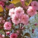 Prunus serrulata 'Kanzan' - cerisiers japonais,