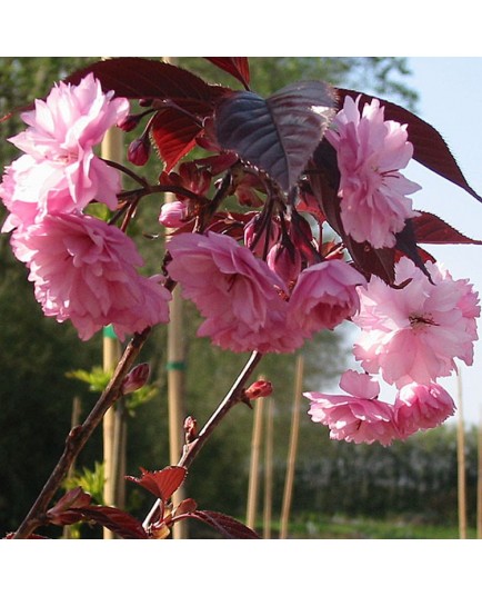 Prunus serrulata 'Royal Burgundy' - cerisiers japonais,