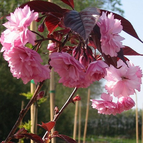 Prunus serrulata 'Royal Burgundy' - cerisiers japonais,